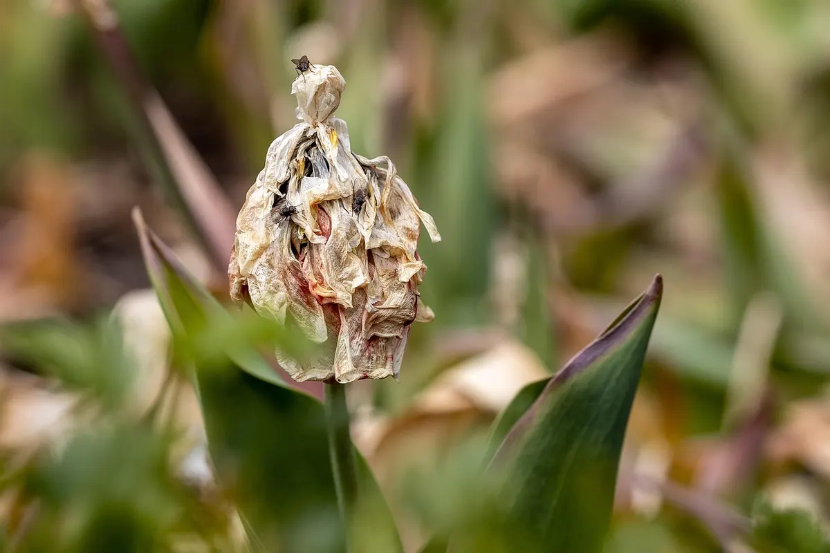 Common Tulip Growing Mistakes and How to Avoid Them