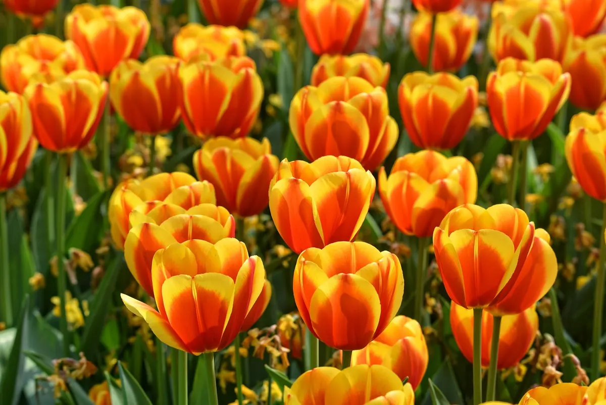 How to Plant Tulip Bulbs in the UK: A Month-by-Month Guide