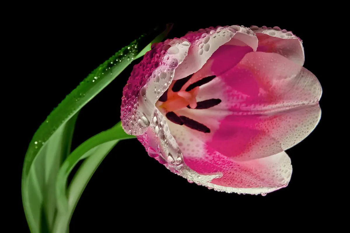Tulip Care During Spring: Watering, Feeding and Pest Control