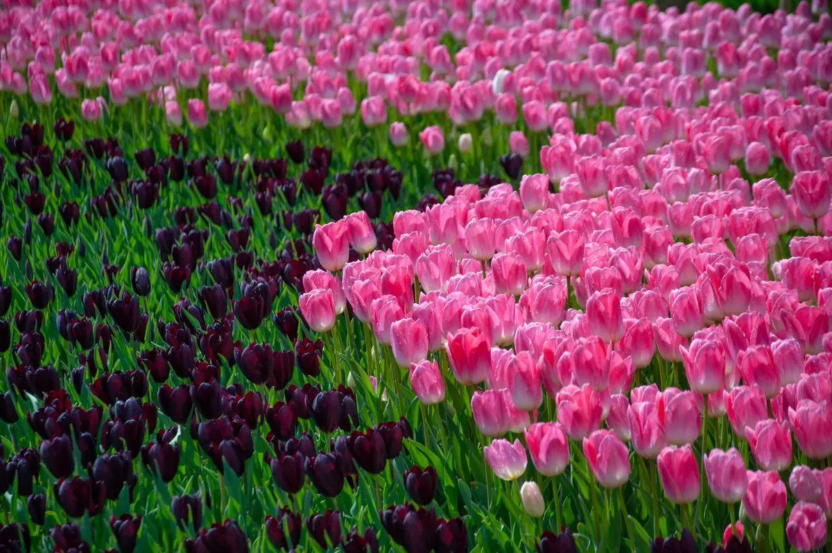 When Do Tulips Bloom in the UK? A Seasonal Guide by Region